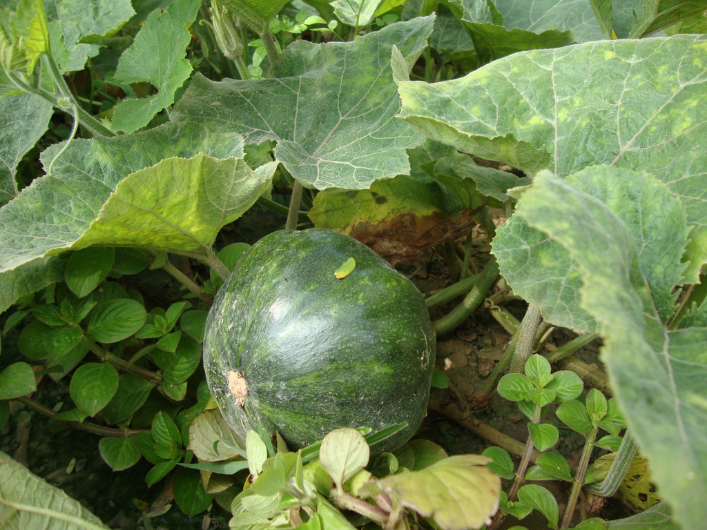Cucurbita maxima