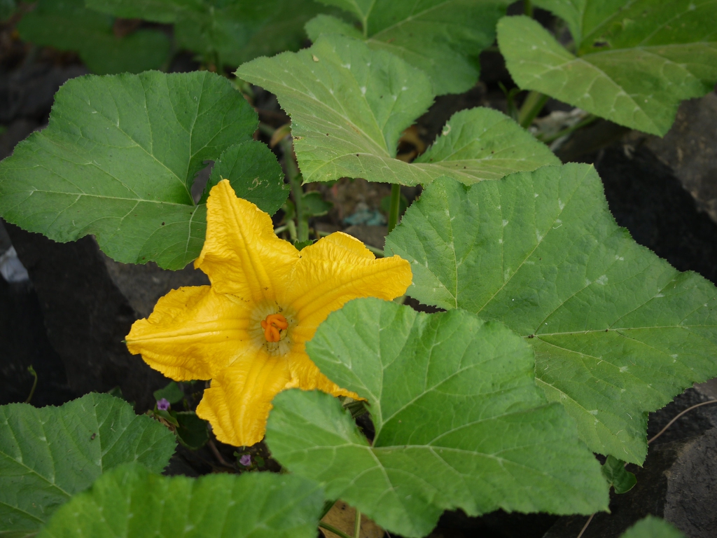 Plant in bloom