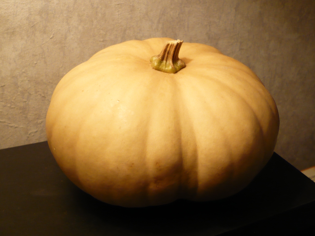 Long Island cheese squash