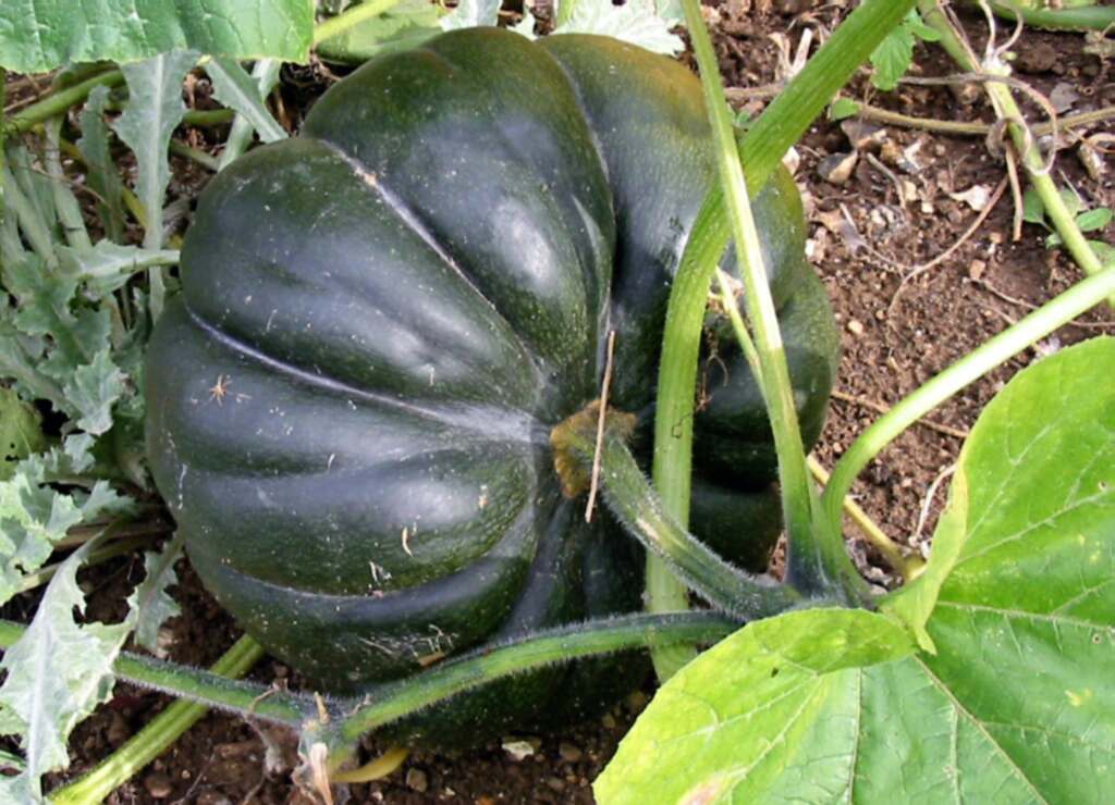 Acorn squash