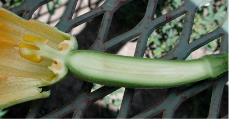 Zucchini Flower and Fruit Cut in Half