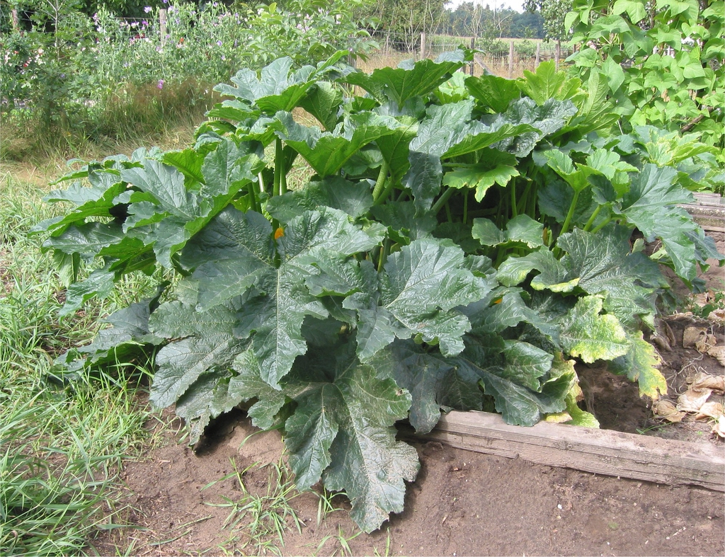 Mature plant