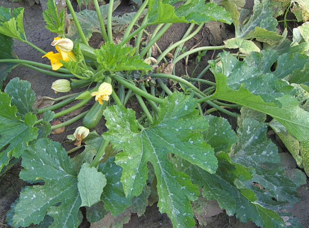 Zucchini Plant Top View
