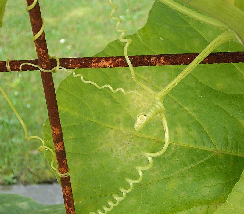 Tendril