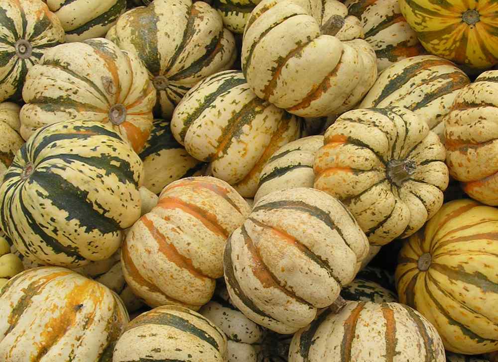 Cucurbita pepo