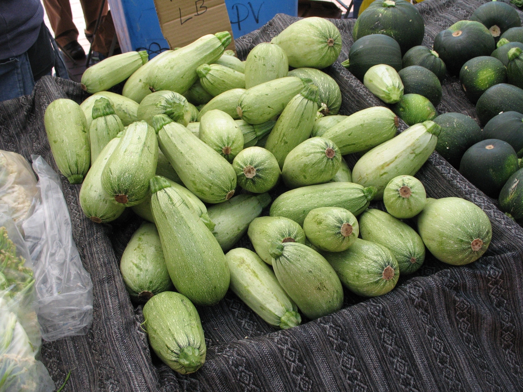 Cucurbita pepo