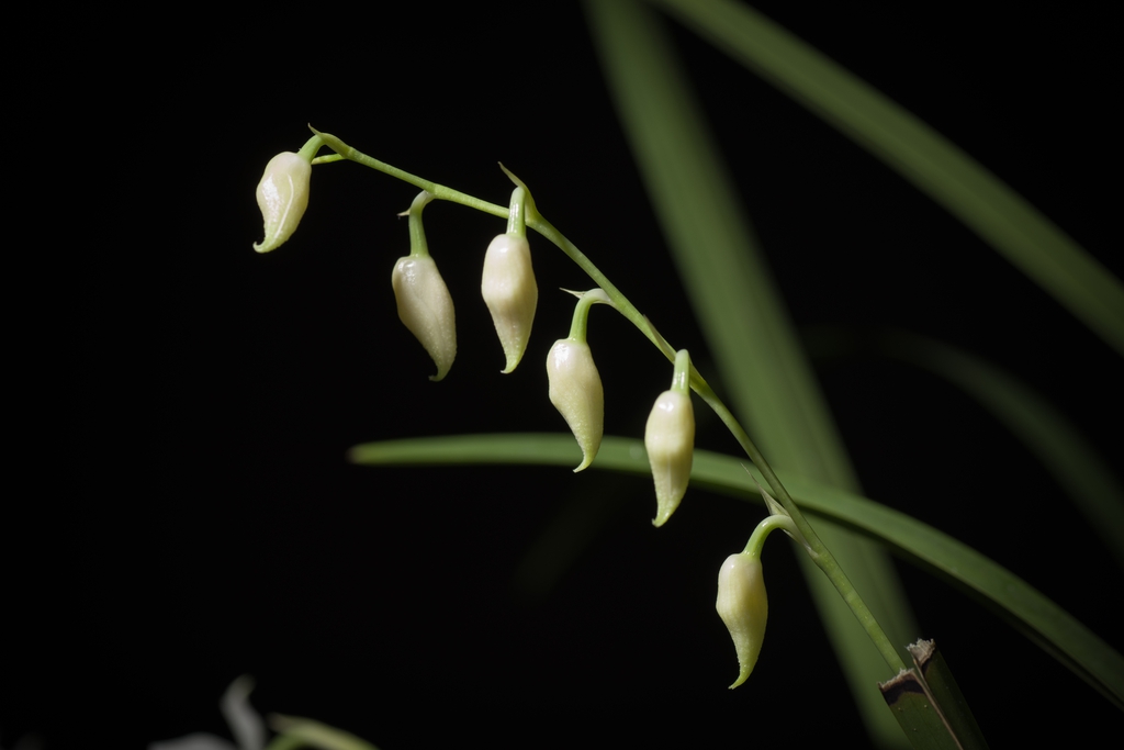 Cuitlauzina pulchella