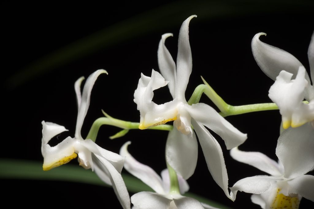 Cuitlauzina pulchella