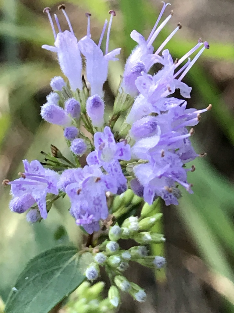 Close up of flower