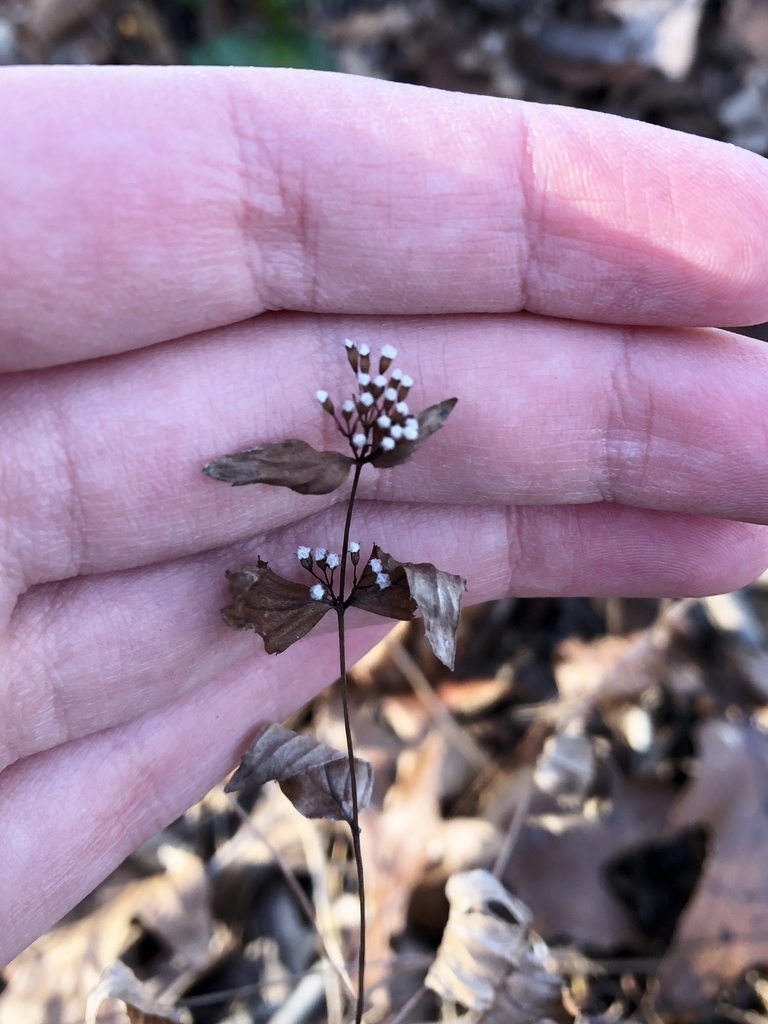 Fruit