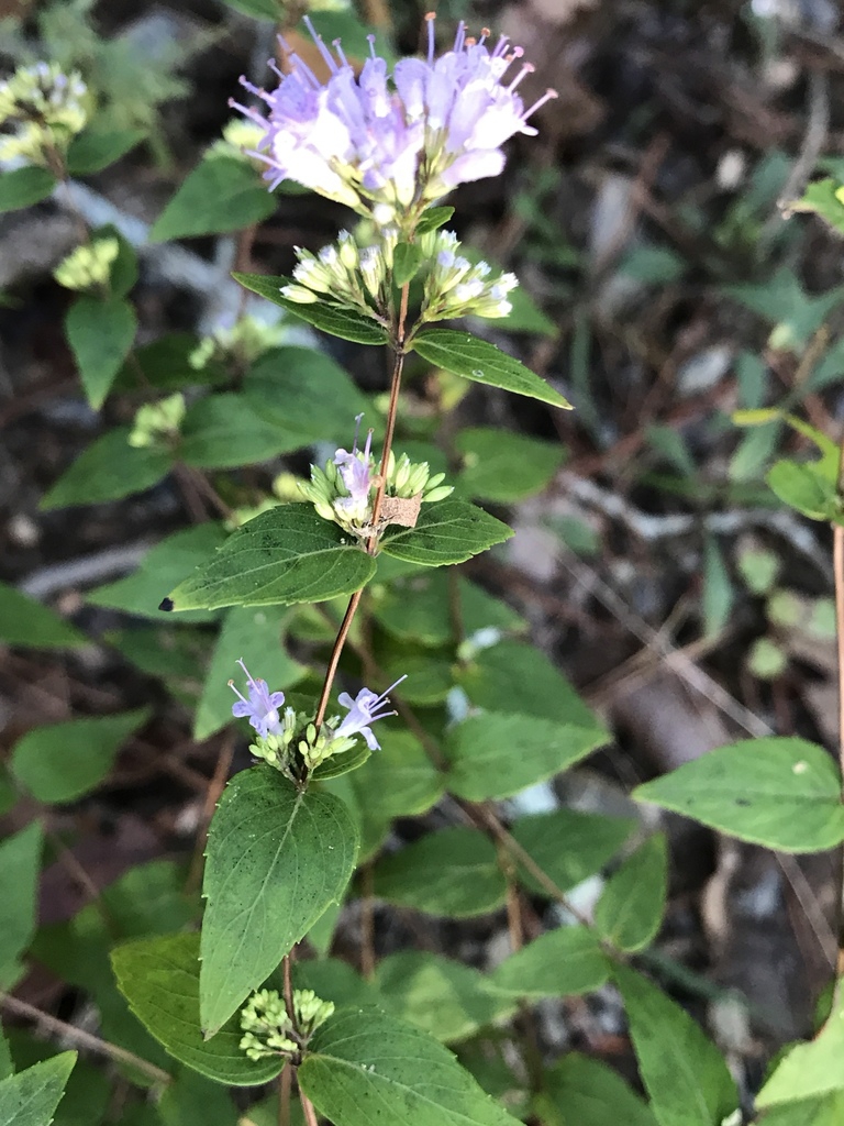 Flowers in leaf nodes