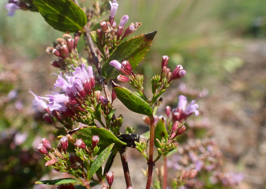 Side of flower and stem
