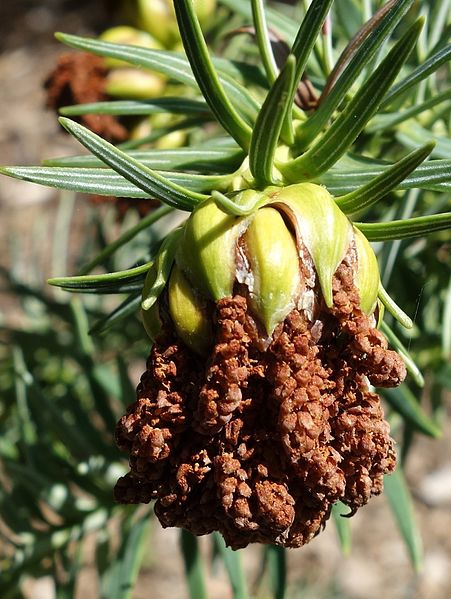 Cunninghamia lancelata