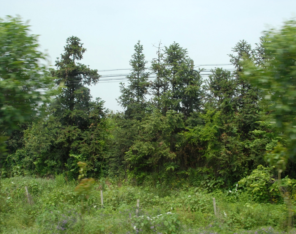 Cunninghamia lanceolata