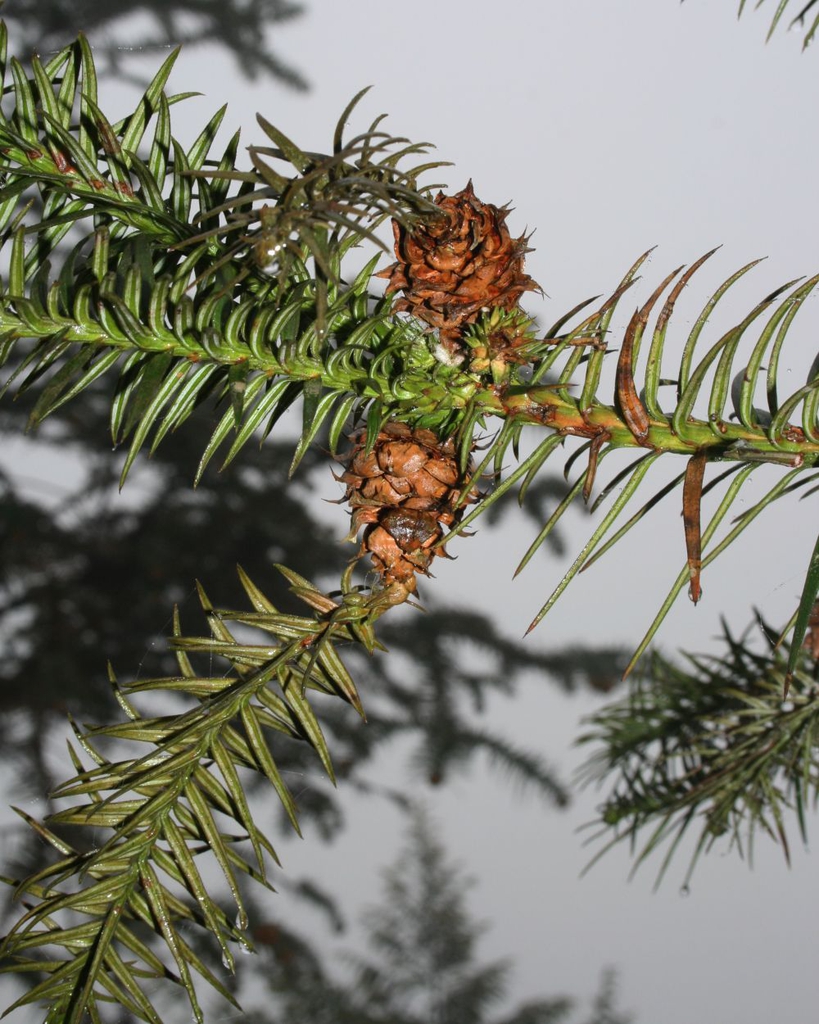 Cunninghamia lancelata