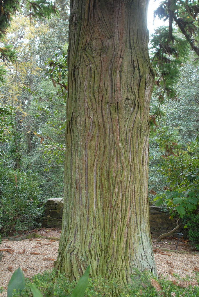 Cunninghamia lanceolata