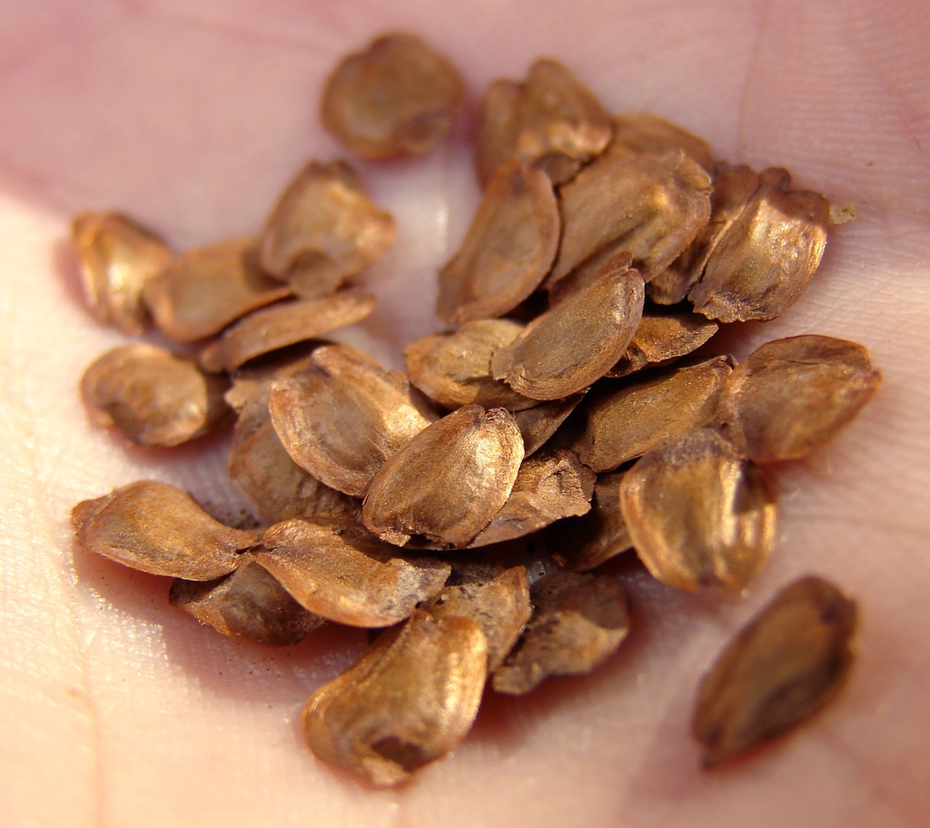 Cunninghamia lancelata