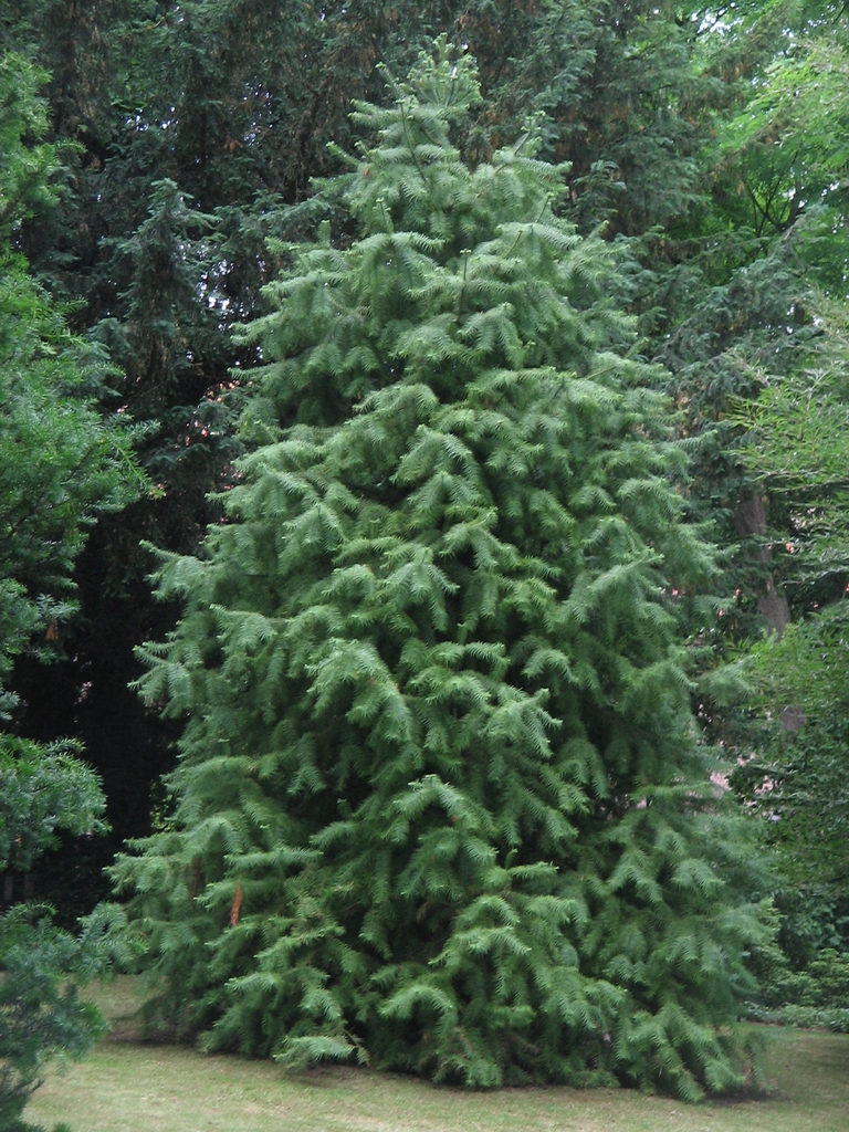 Form