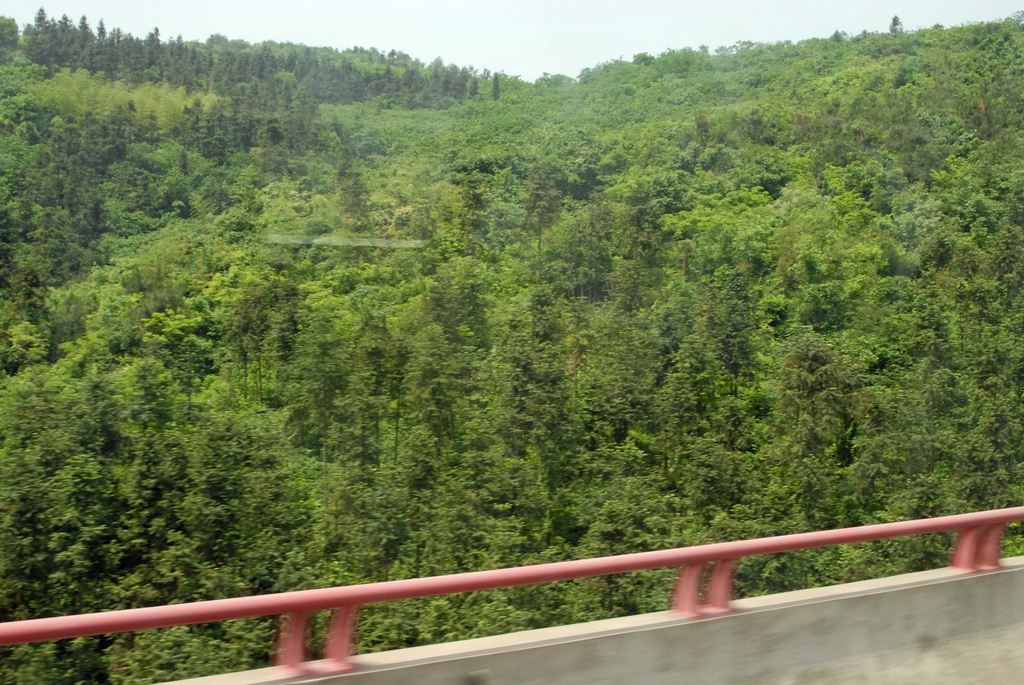 Cunninghamia lanceolata