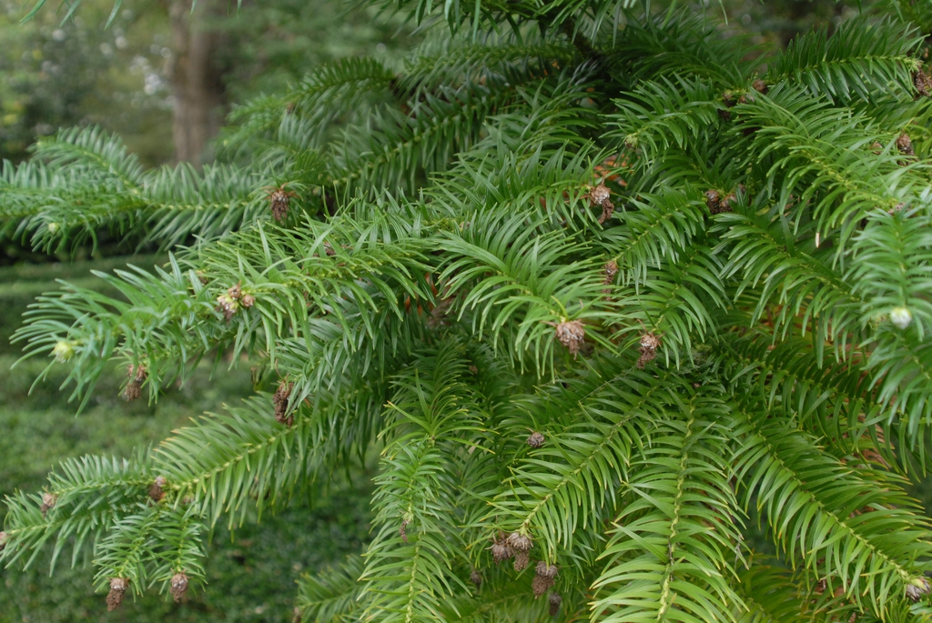 Cunninghamia lanceolata