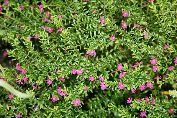 Form