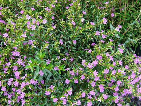 Form