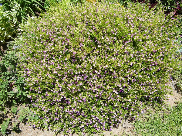 Form