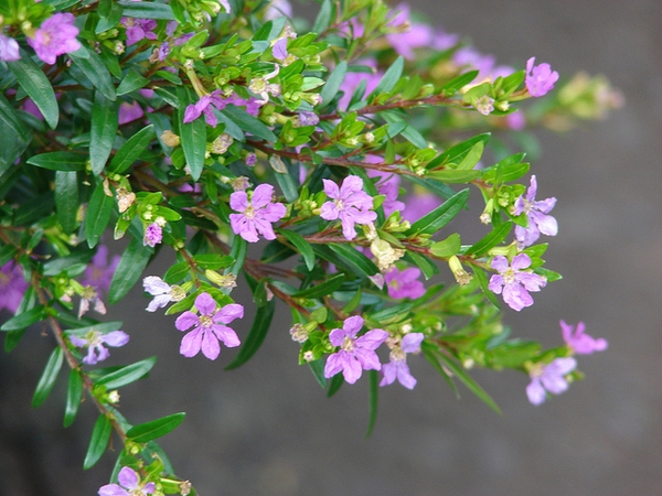 Flower and leaves