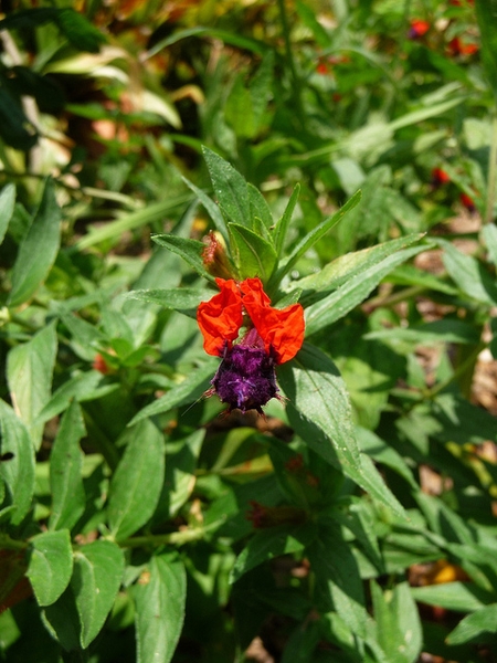 Cuphea llavea