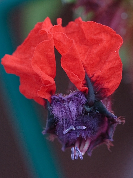 Cuphea llavea