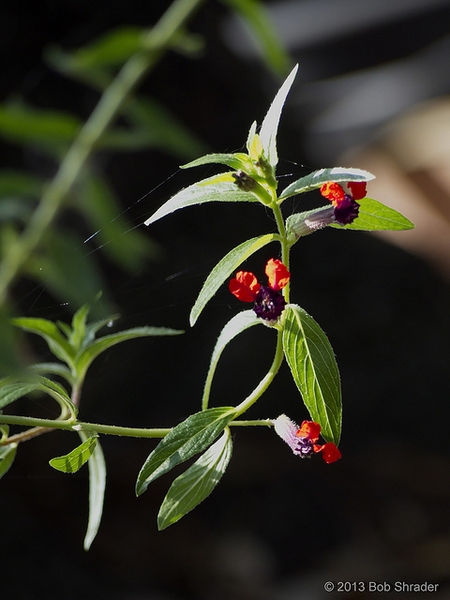 Cuphea llavea