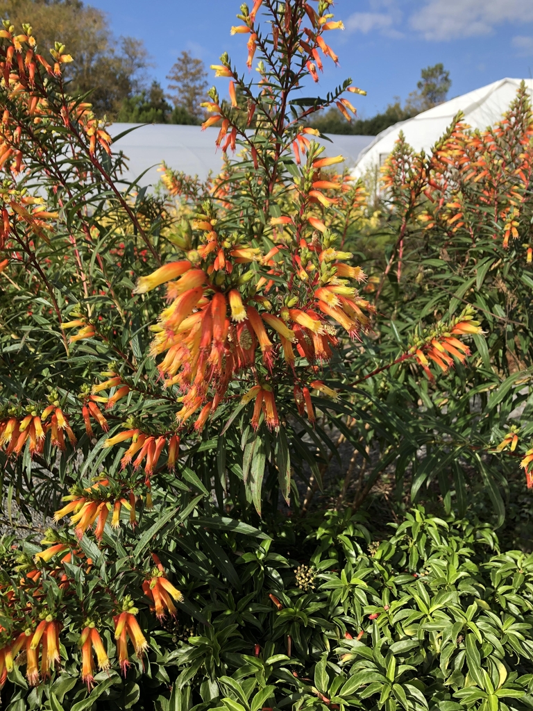 Flowers, late fall, Wake Co. NC
