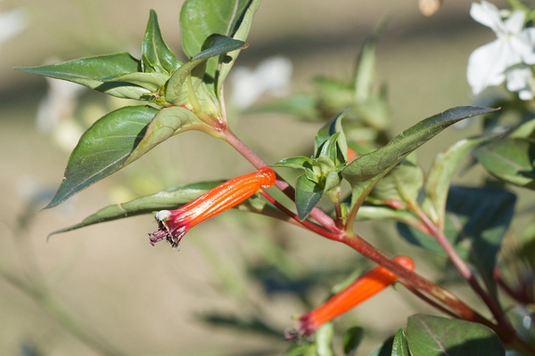 Cuphea ignea