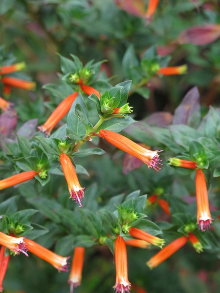 Cuphea ignea