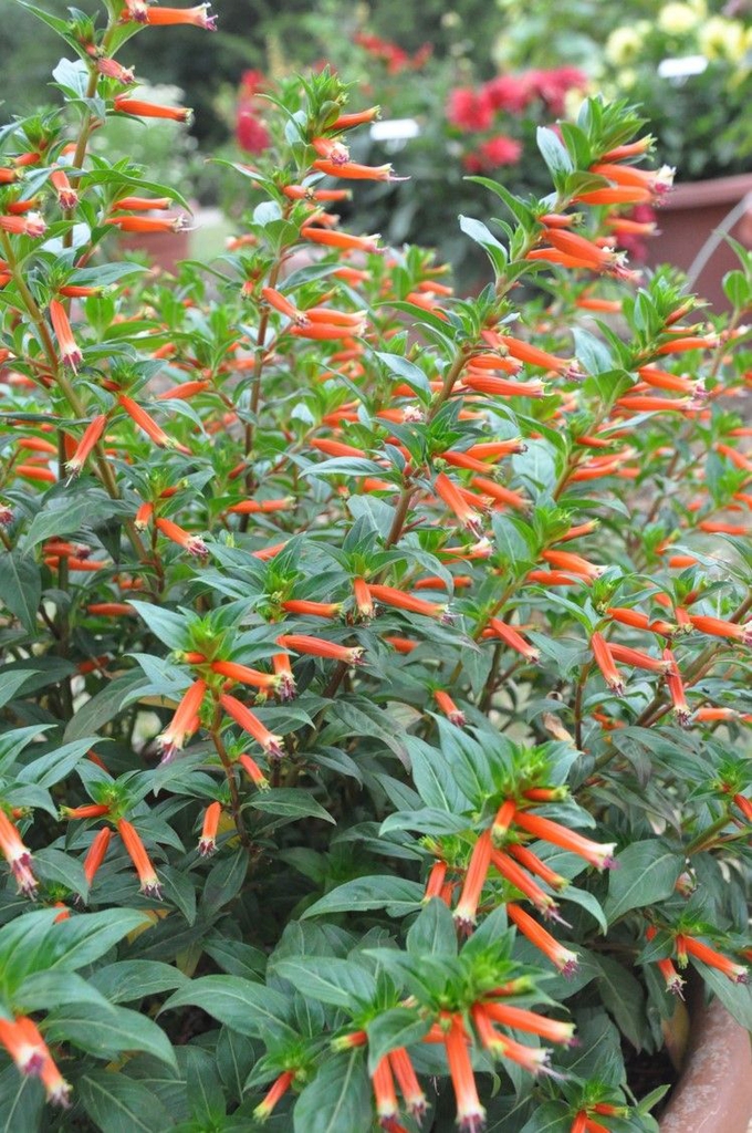 Form