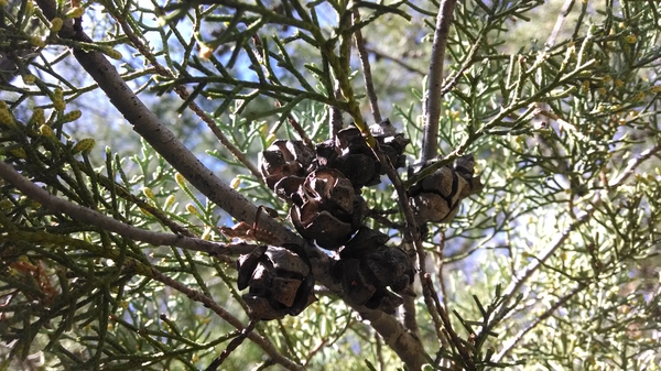 Cupressus arizonica