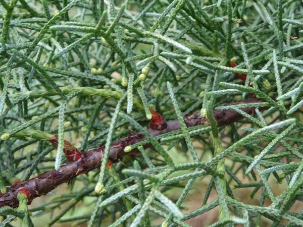 Cupressus arizonica
