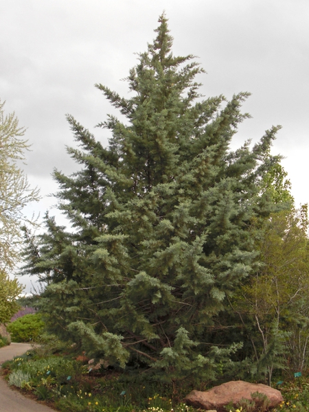 Cupressus arizonica 'Blue Pyramid'