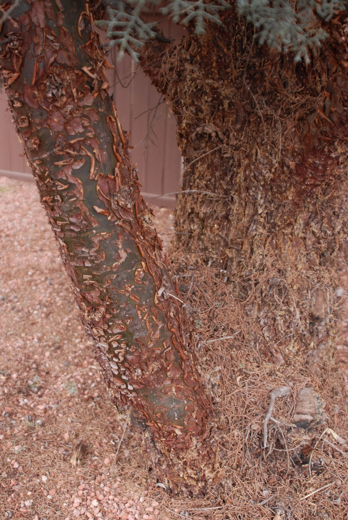 Cupressus arizonica