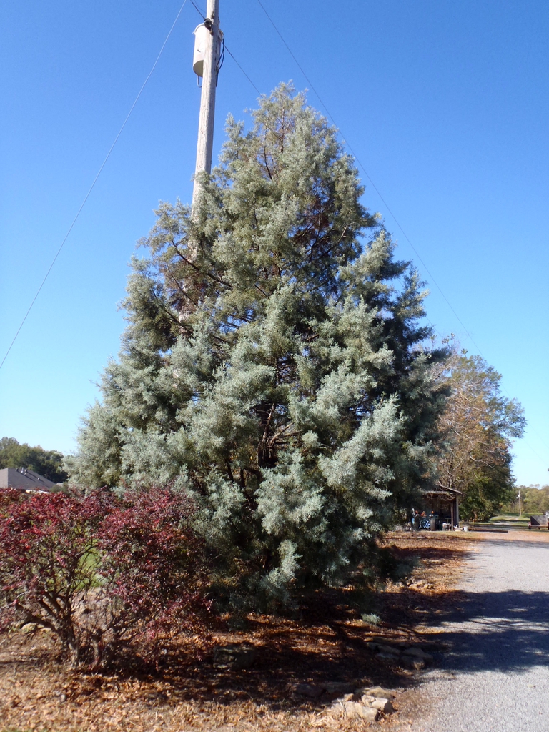 'Blue Ice' Tree