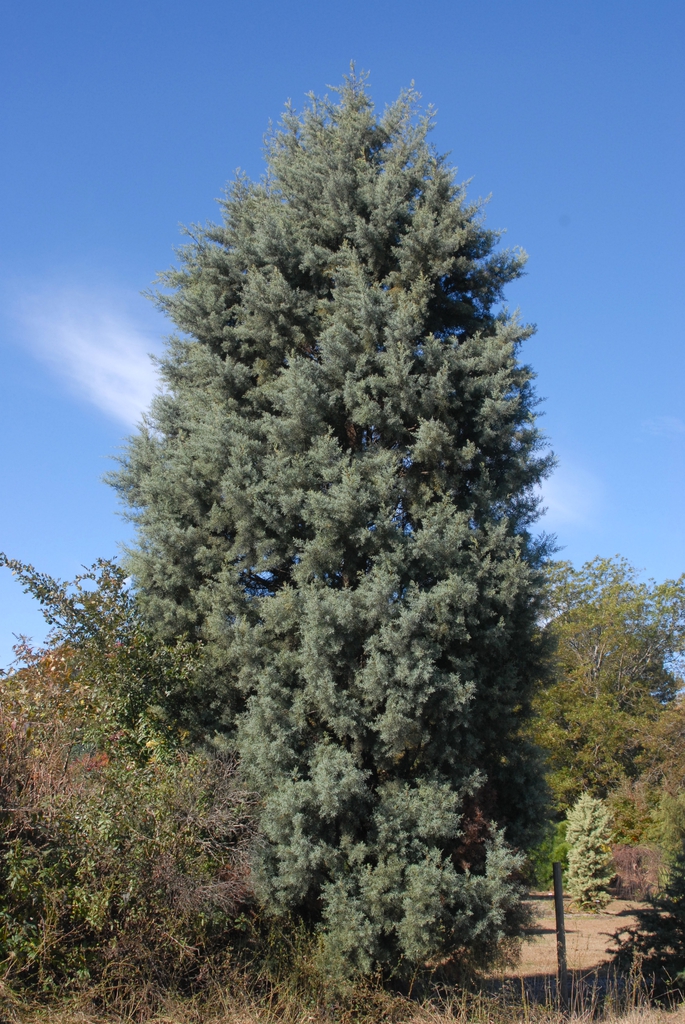 Cupressus arizonica