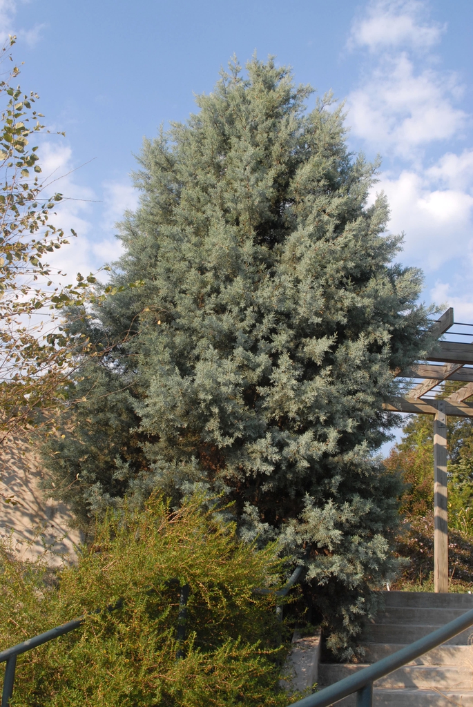 'Sapphire Skies' Tree