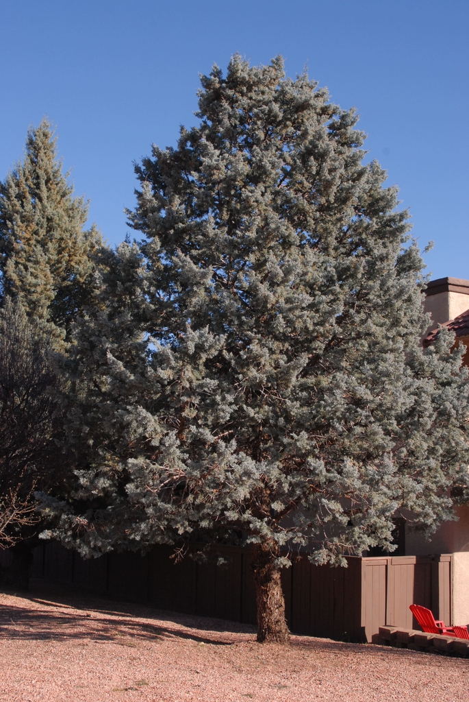 Cupressus arizonica