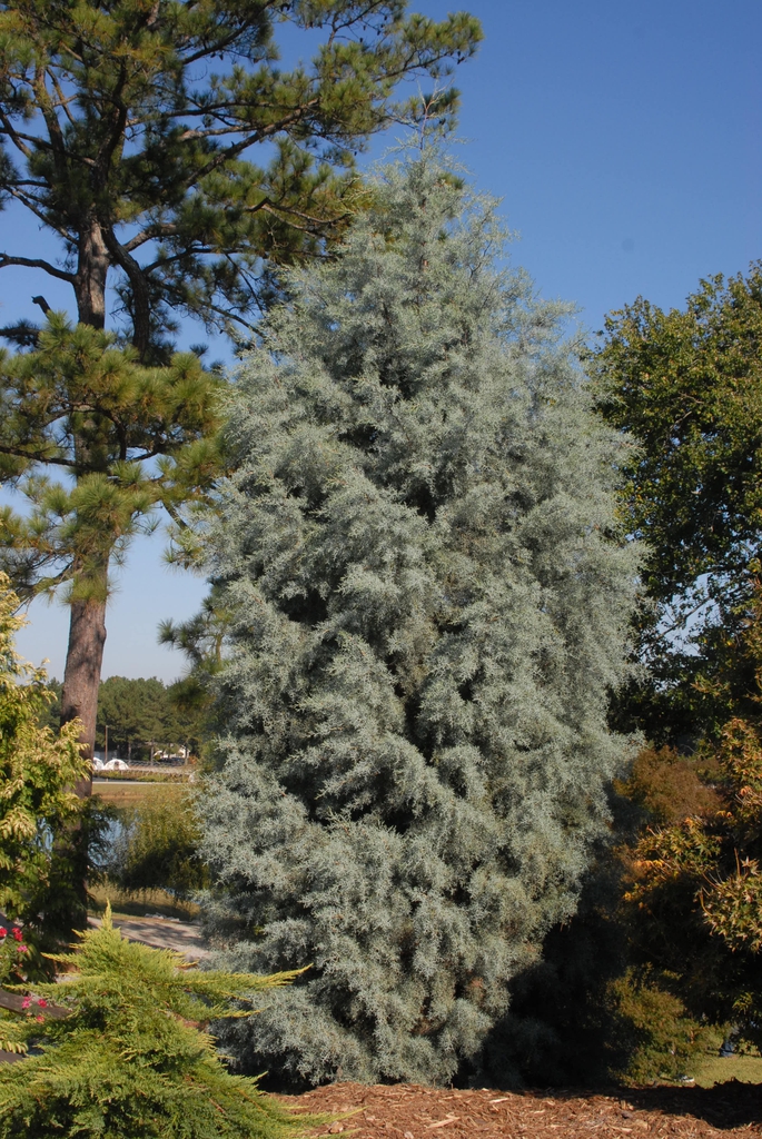 'Blue Ice' Form