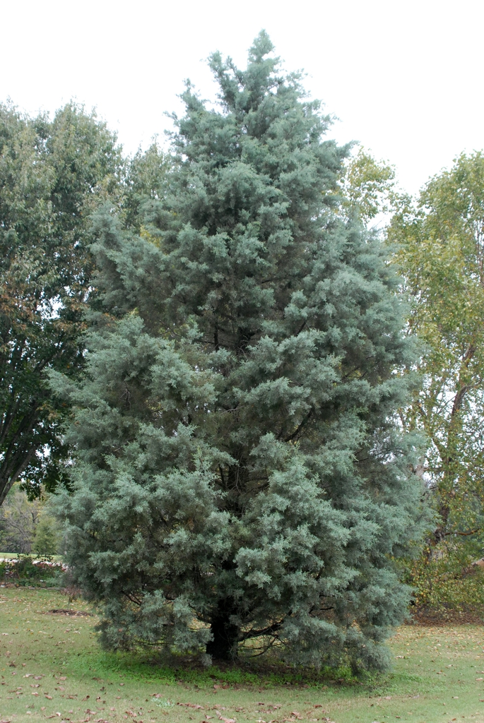 'Blue Ice' Growth Habit