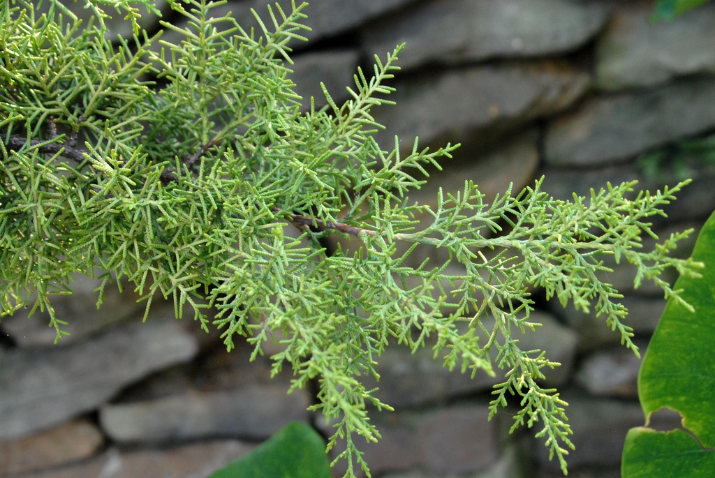 'Glabra Limelight' Leaf