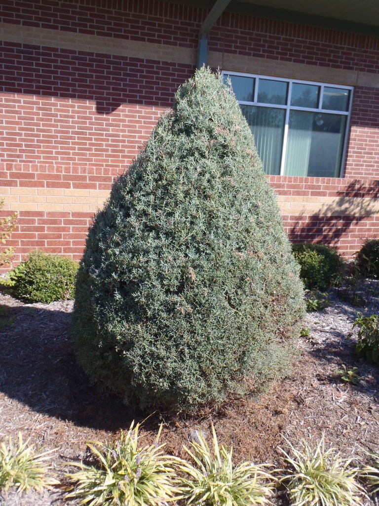 'Blue Ice' Sheared Tree