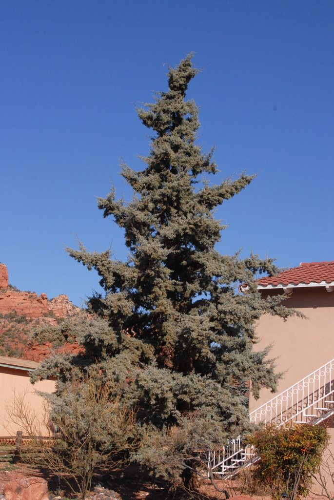 Cupressus arizonica