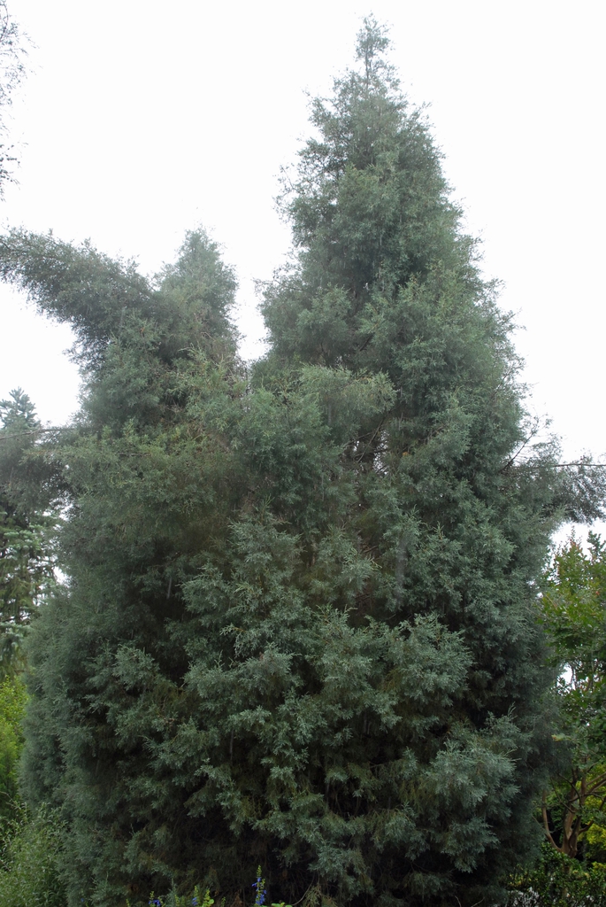 Cupressus arizonica