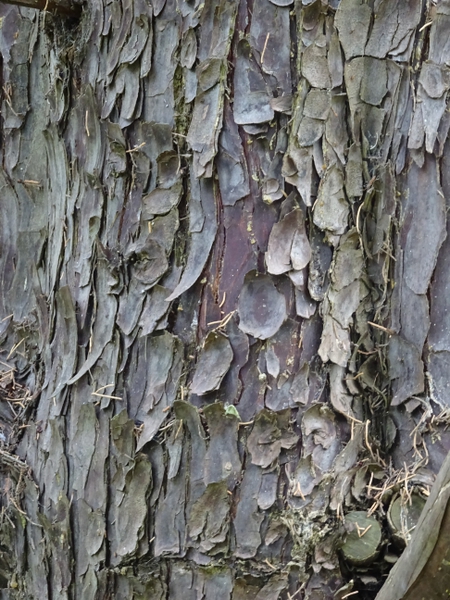 Hesperocyparis arizonica var glabra